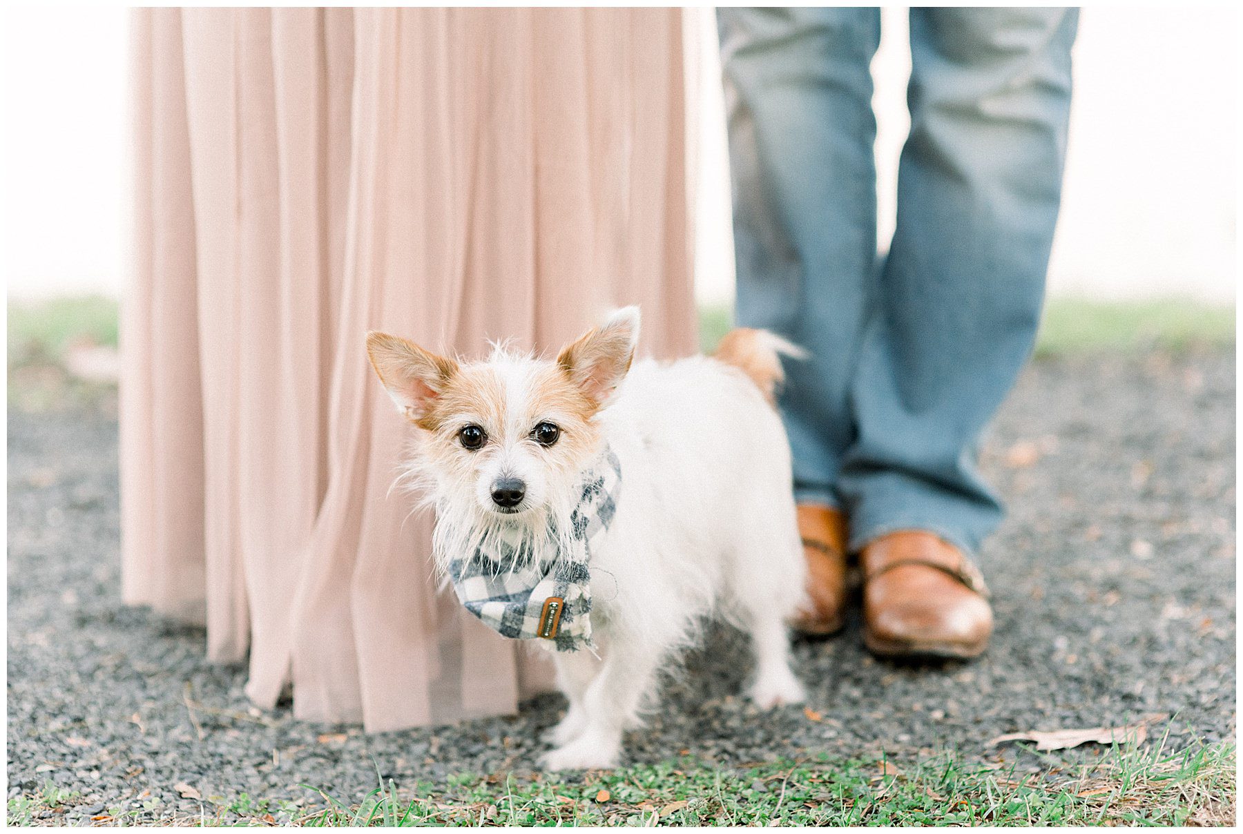 couple's dog from maternity portraits in Philadelphia 