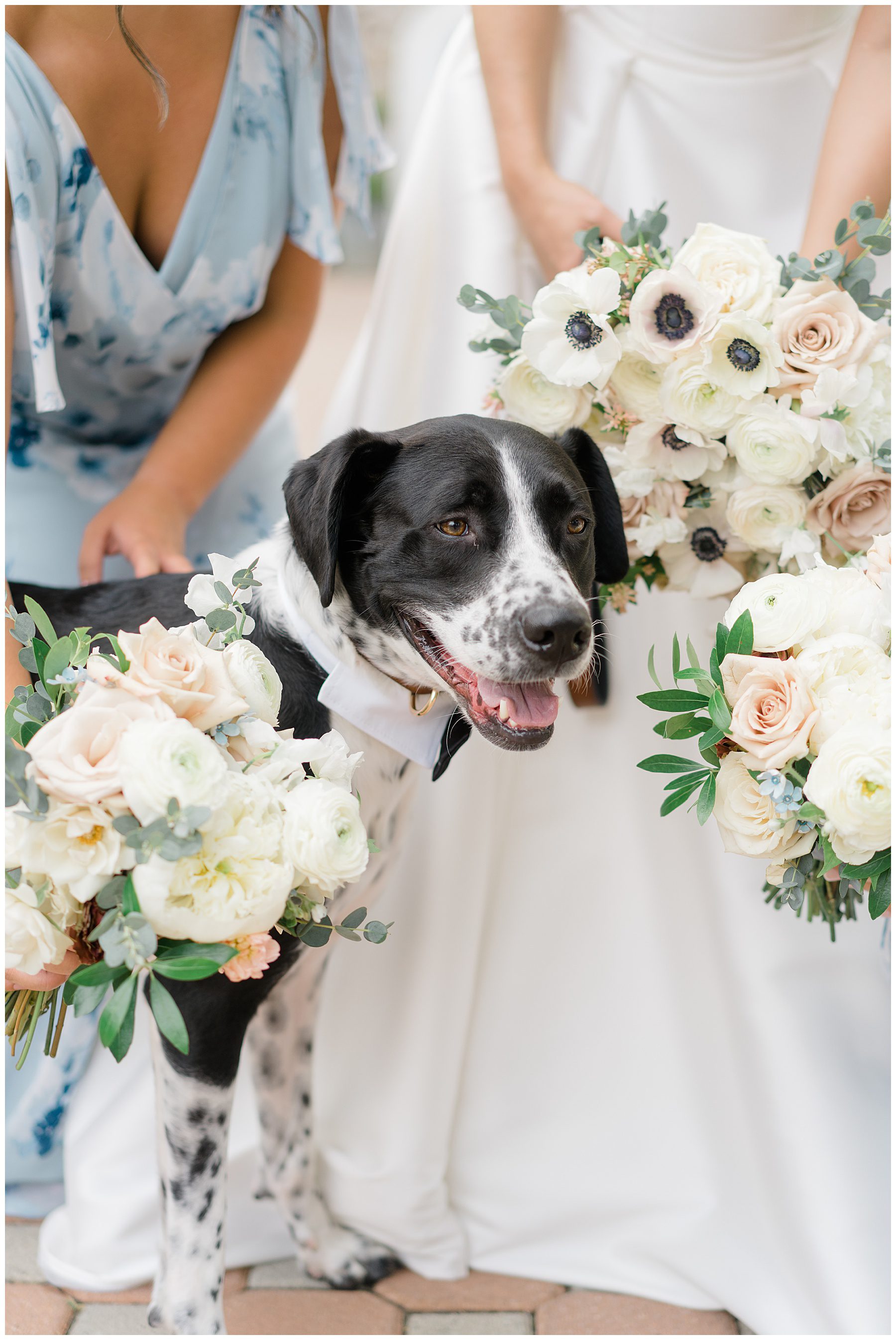couples dog in wedding portraits