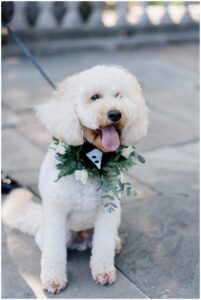 couple's adorable dog before Curtis Arboretum Garden Wedding