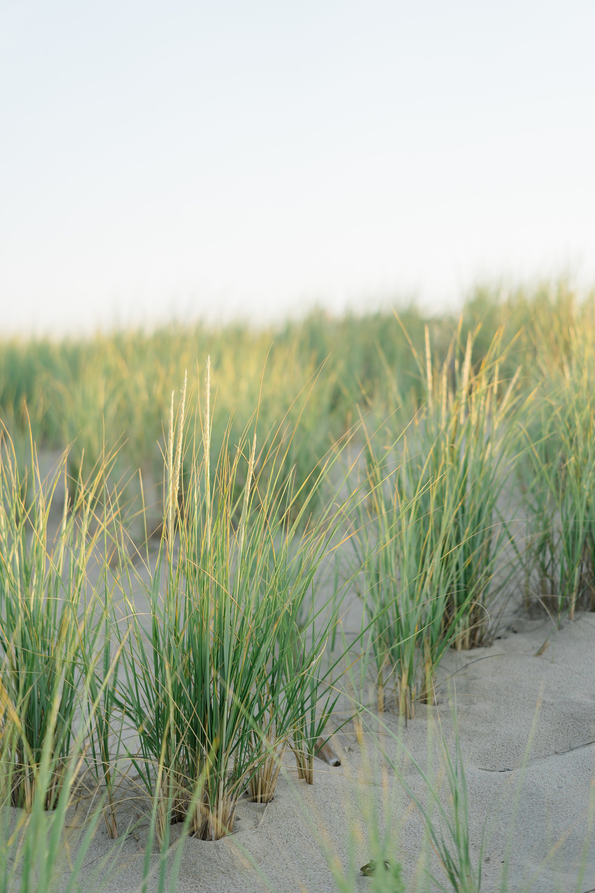 sea grass on the sand dunes at Jersey Shore Beach Engagement at Sea Girt, NJ
