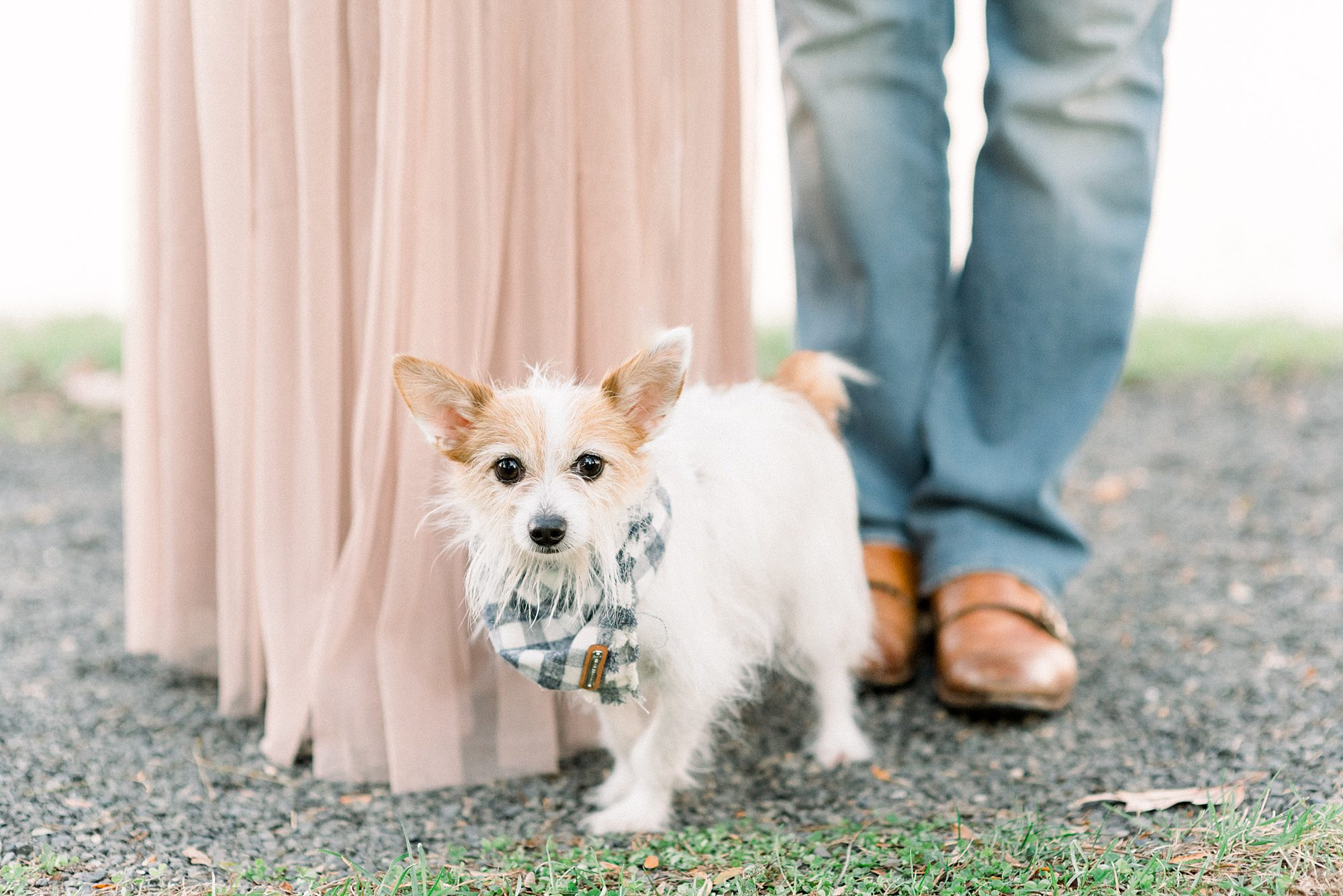 adorable dog in engagement photos
