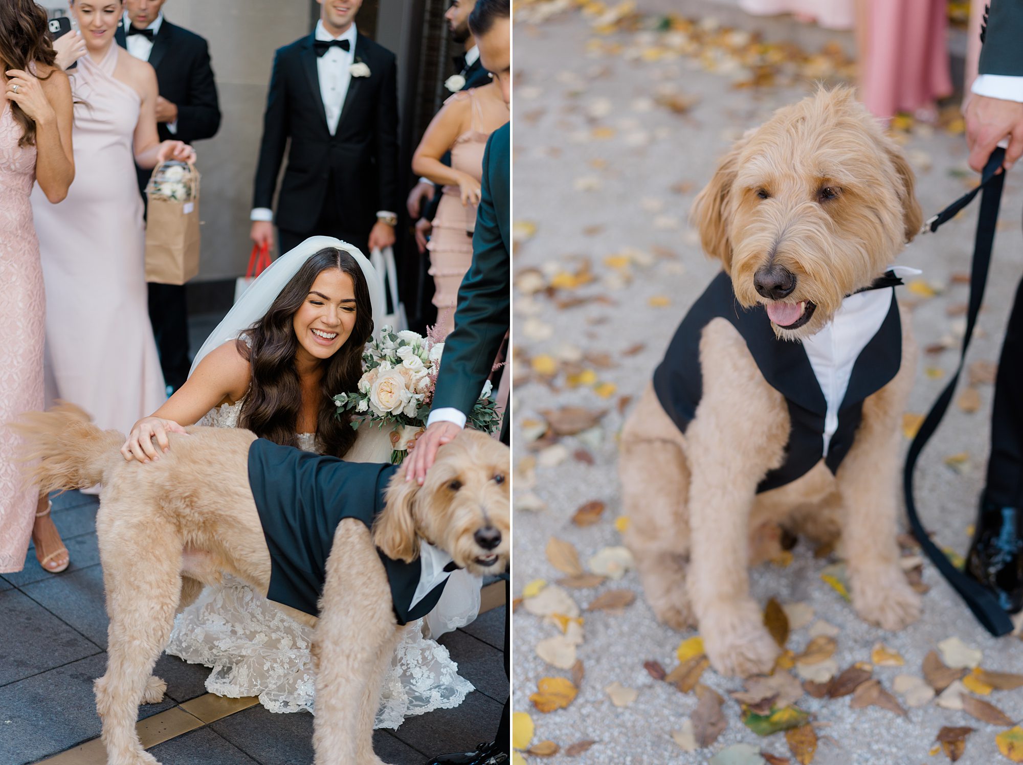 wedding party portraits with coup;e's dog