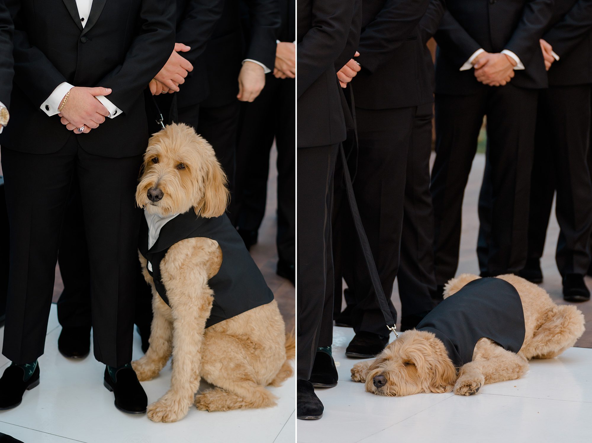 dog at wedding ceremony